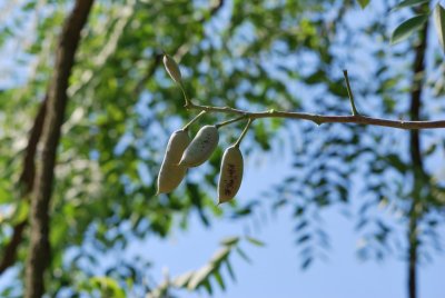 Gymnocladus dioica - nahovětvec dvoudomý - plodenství